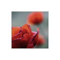 Mohn