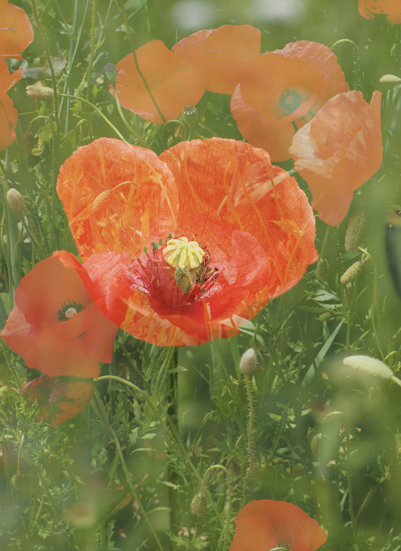 Mohn