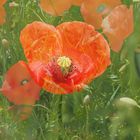 Mohn