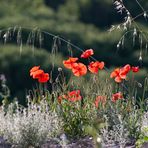 Mohn