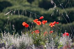 Mohn