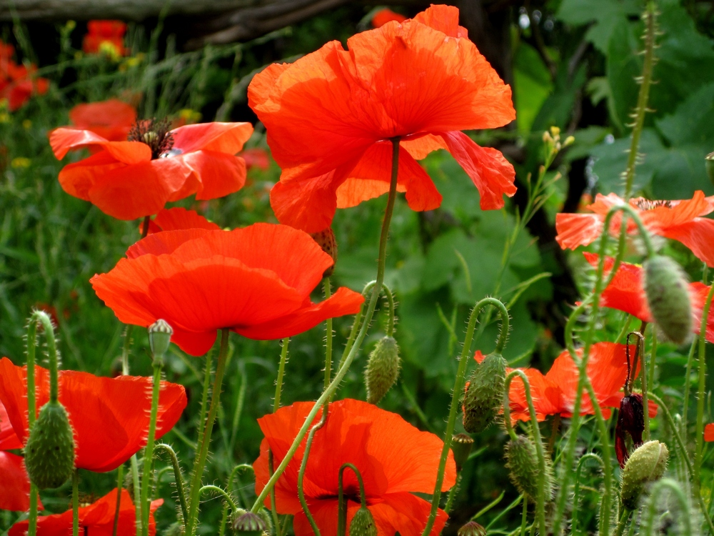 Mohn