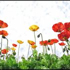 Mohn 