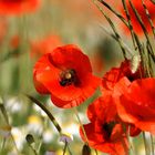 Mohn