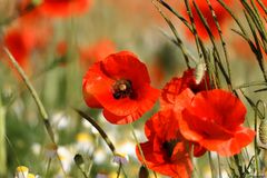 Mohn