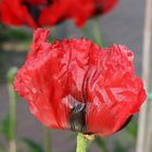 Mohn