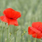 MOHN