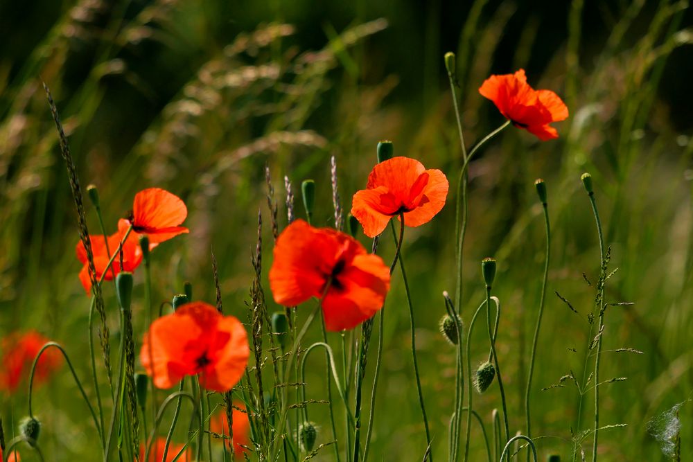 MOHN