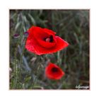 Mohn 25