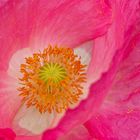 Mohn