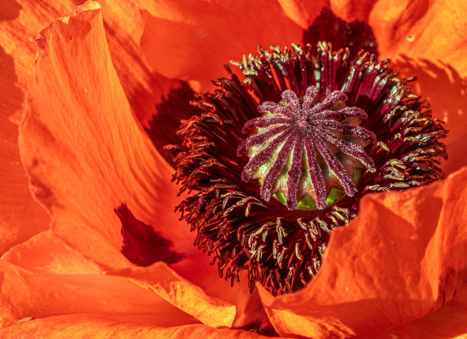 Mohn