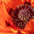 Mohn