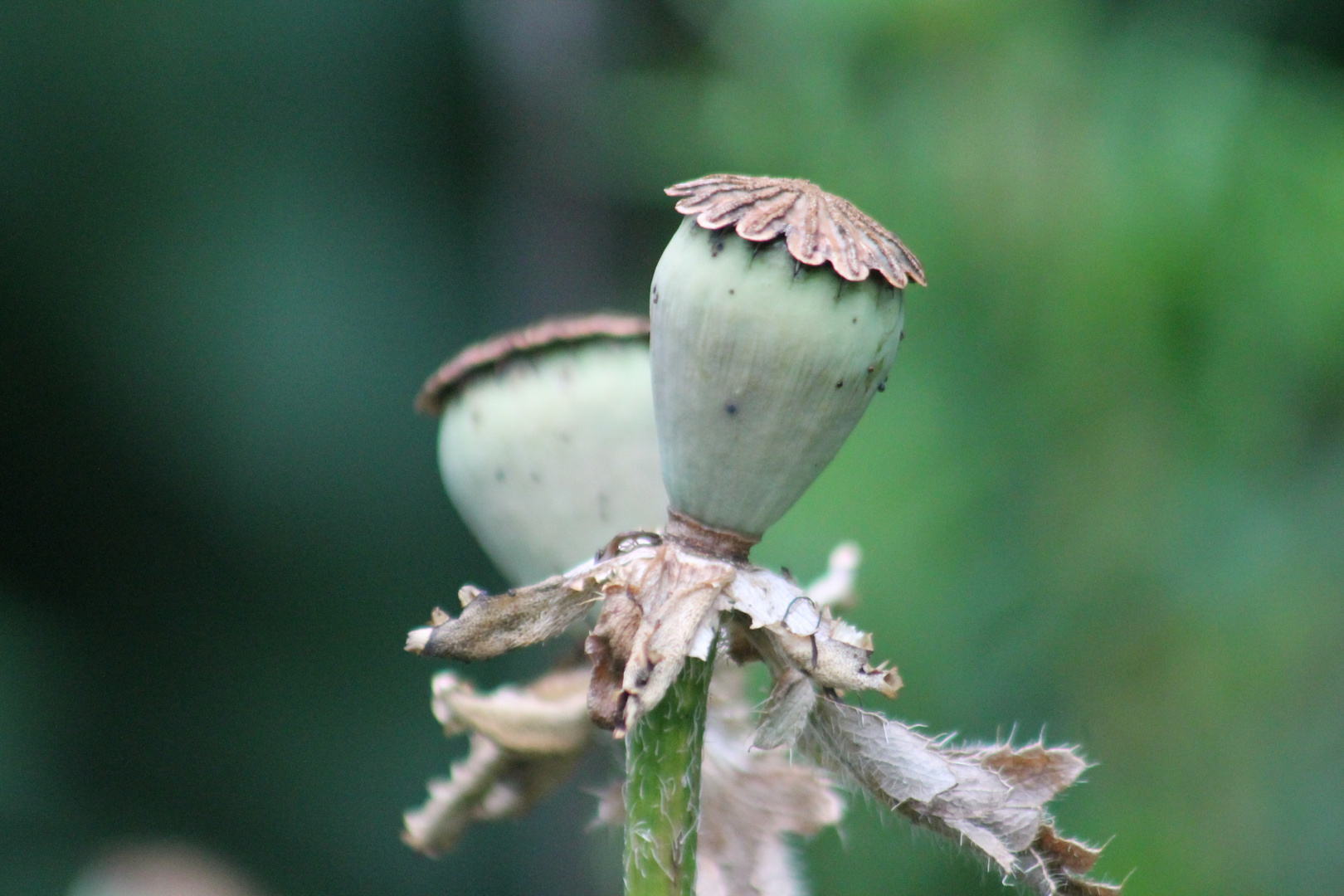 Mohn