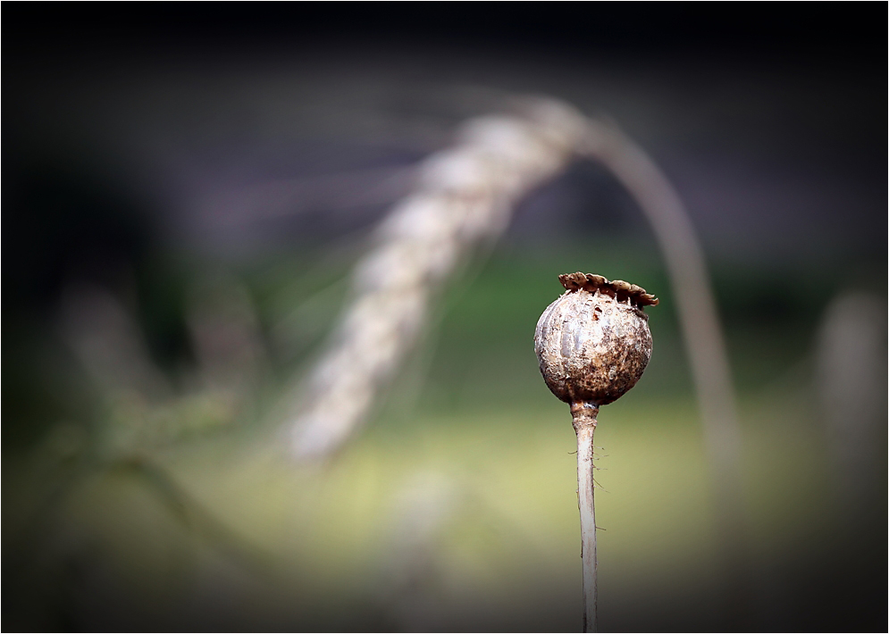 Mohn...