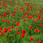 Mohn