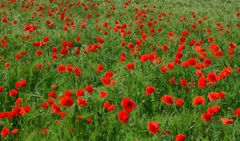 Mohn