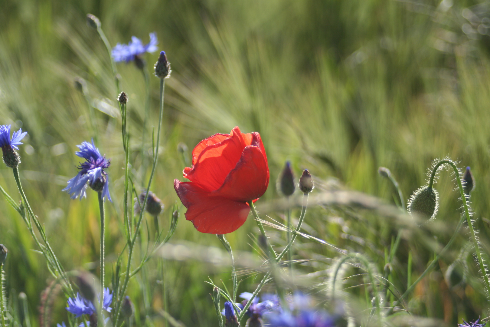 Mohn