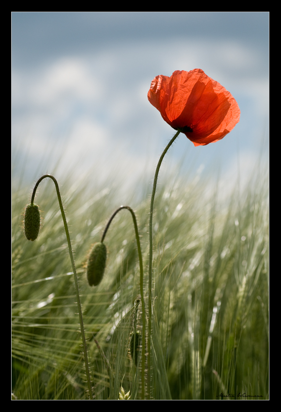 Mohn