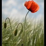 Mohn