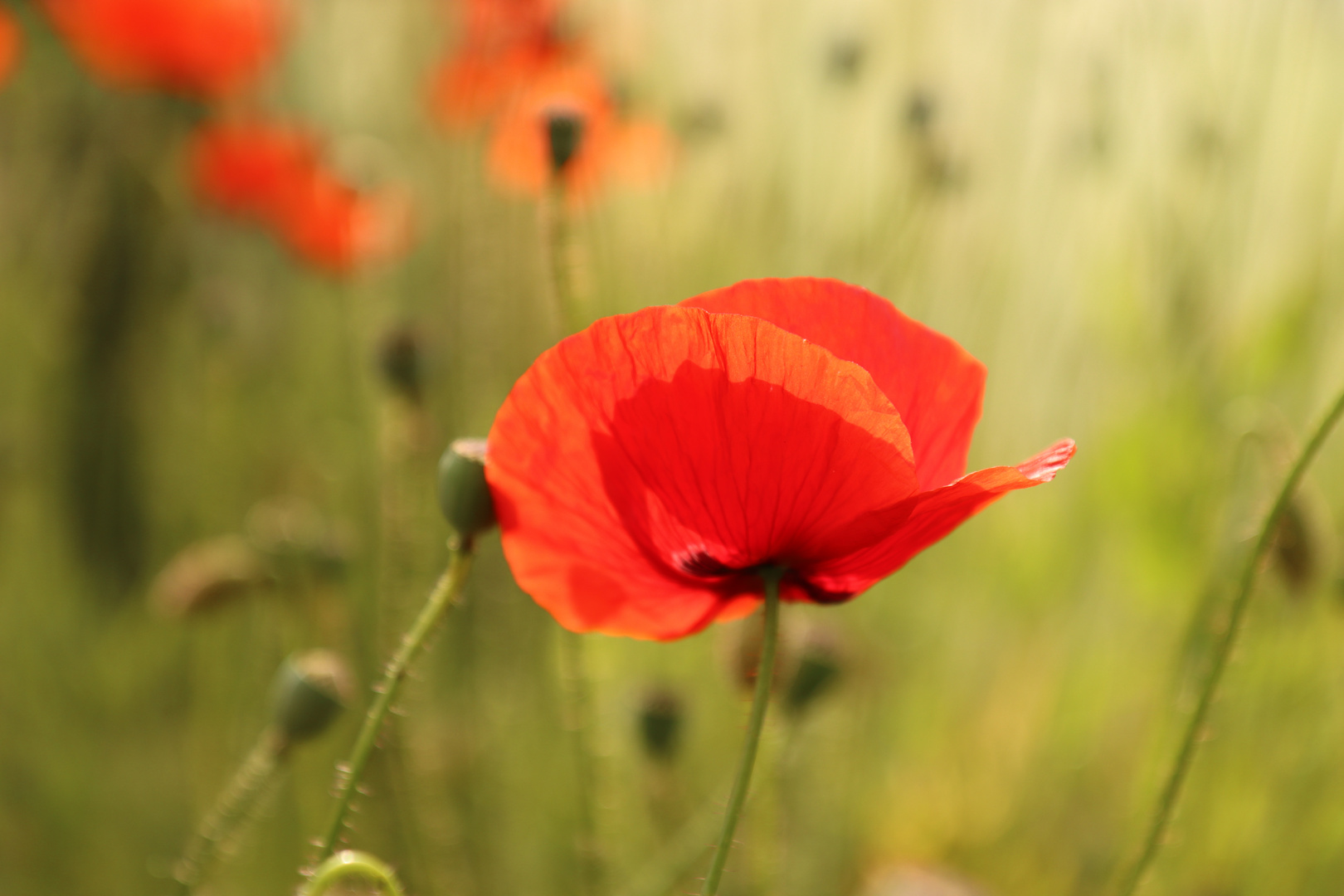 Mohn