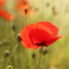 Mohn