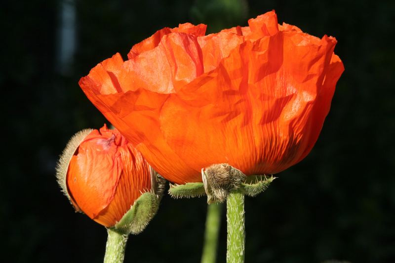 Mohn