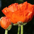 Mohn