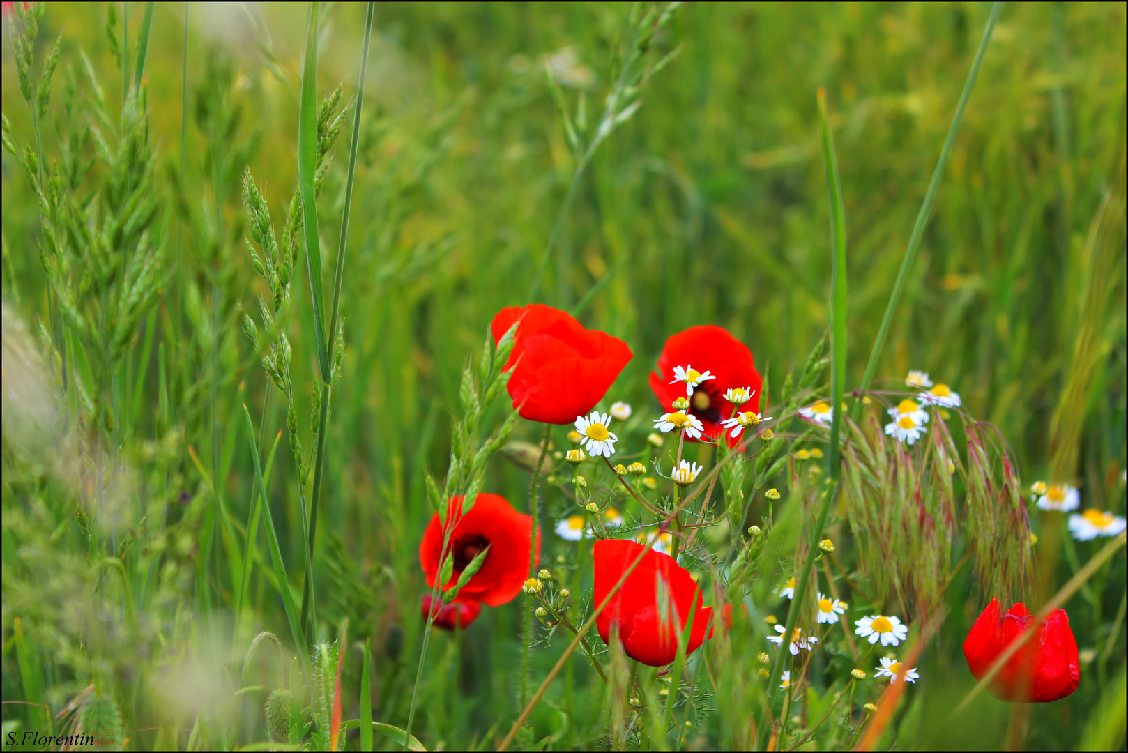 ...Mohn .....