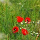 ...Mohn .....