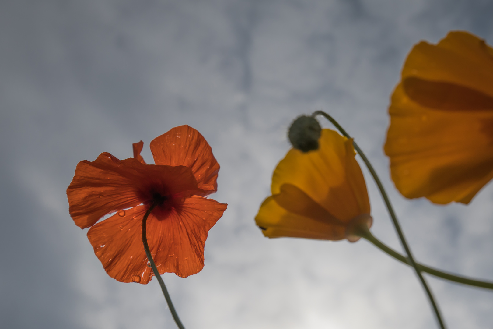 Mohn