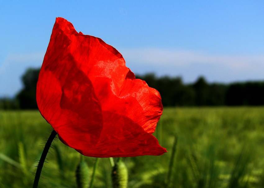 Mohn