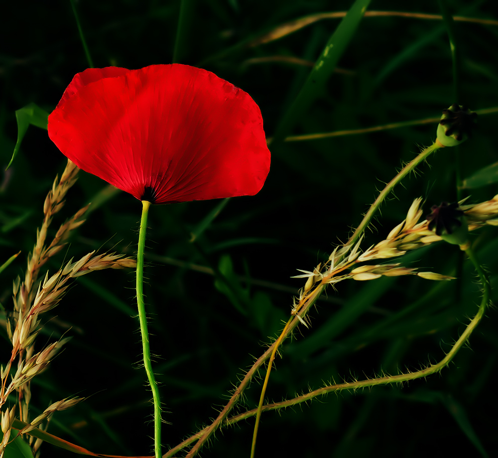 Mohn