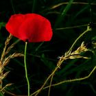 Mohn