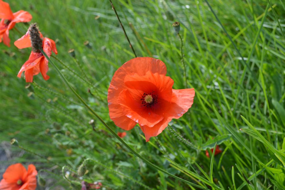 ...Mohn... Foto & Bild | pflanzen, pilze & flechten, blüten- & kleinpflanzen, mohn Bilder auf ...