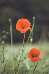 Mohn