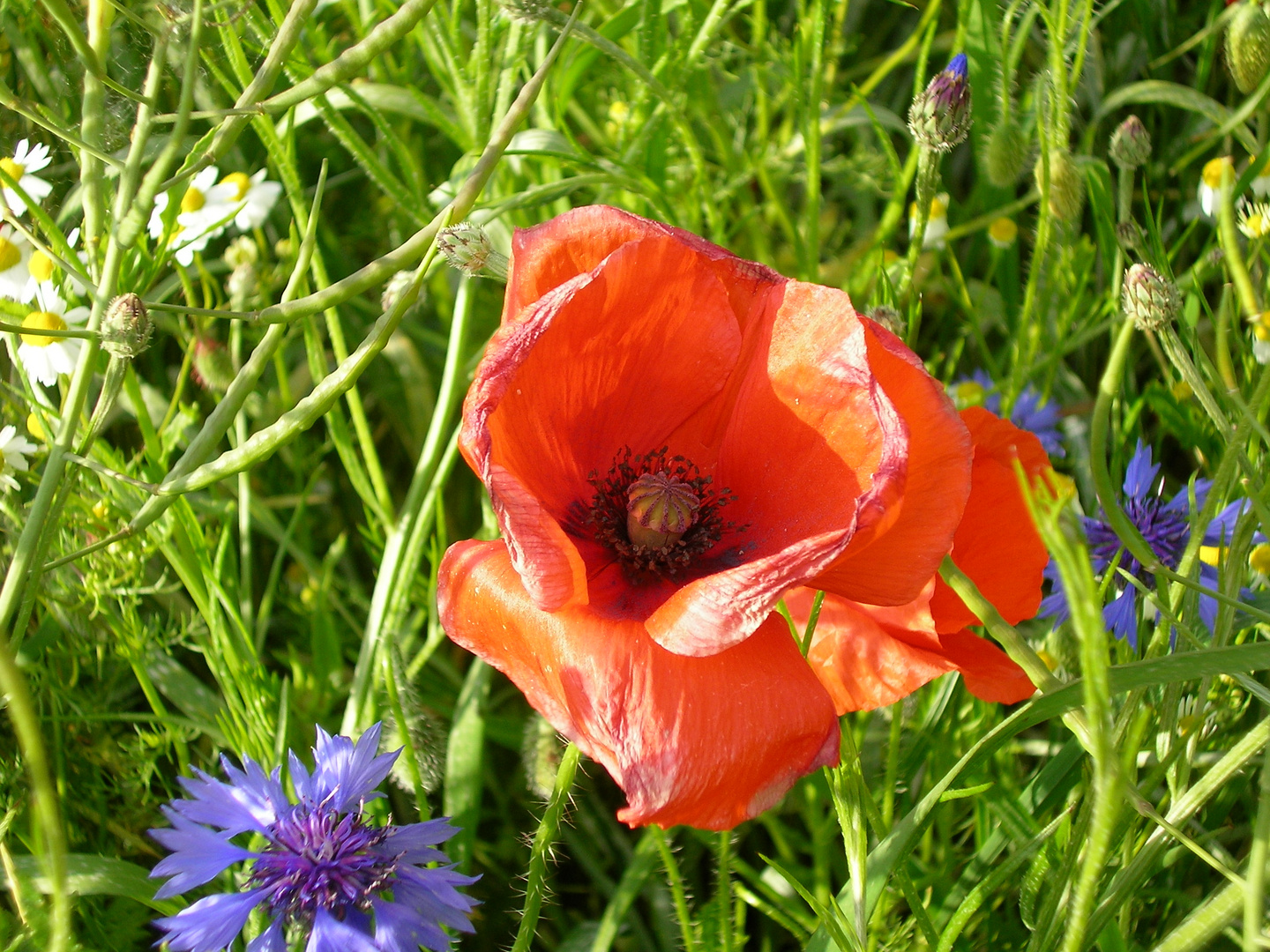 Mohn