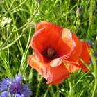 Mohn