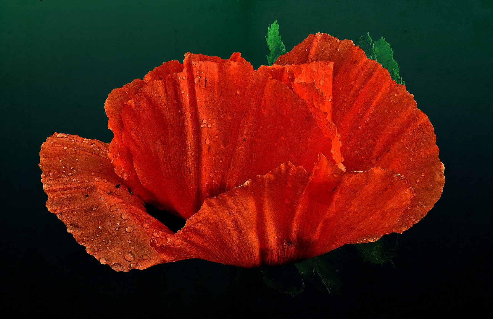 Mohn