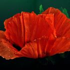 Mohn