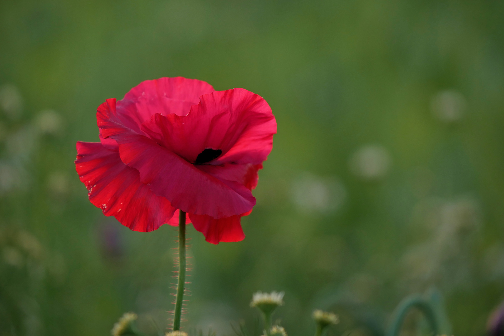 MOHN