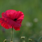 MOHN