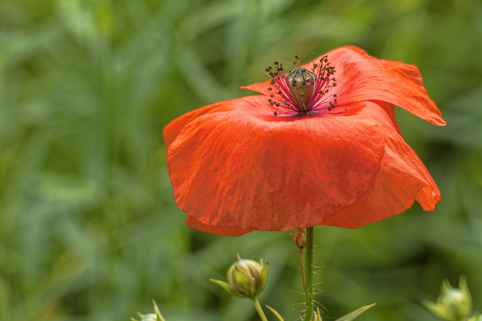 Mohn - 27072002