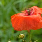 Mohn - 27072002