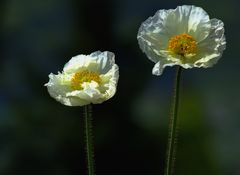 Mohn