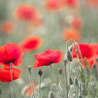 Mohn