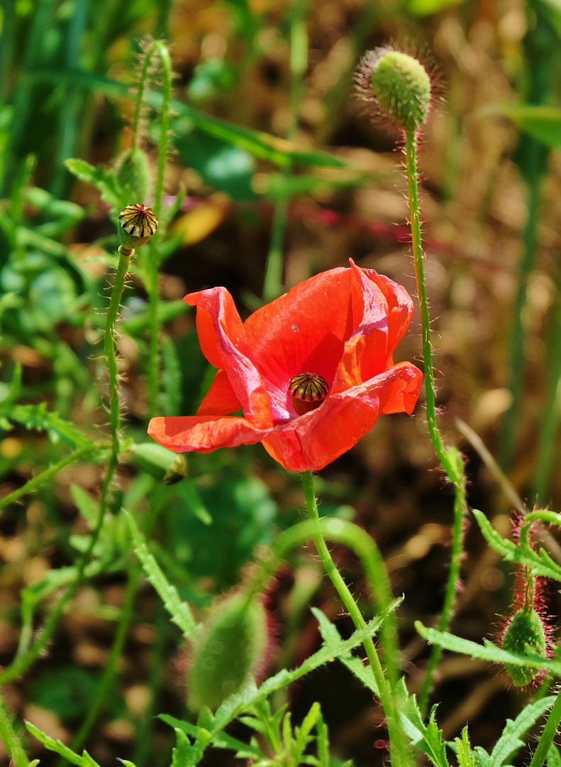 Mohn