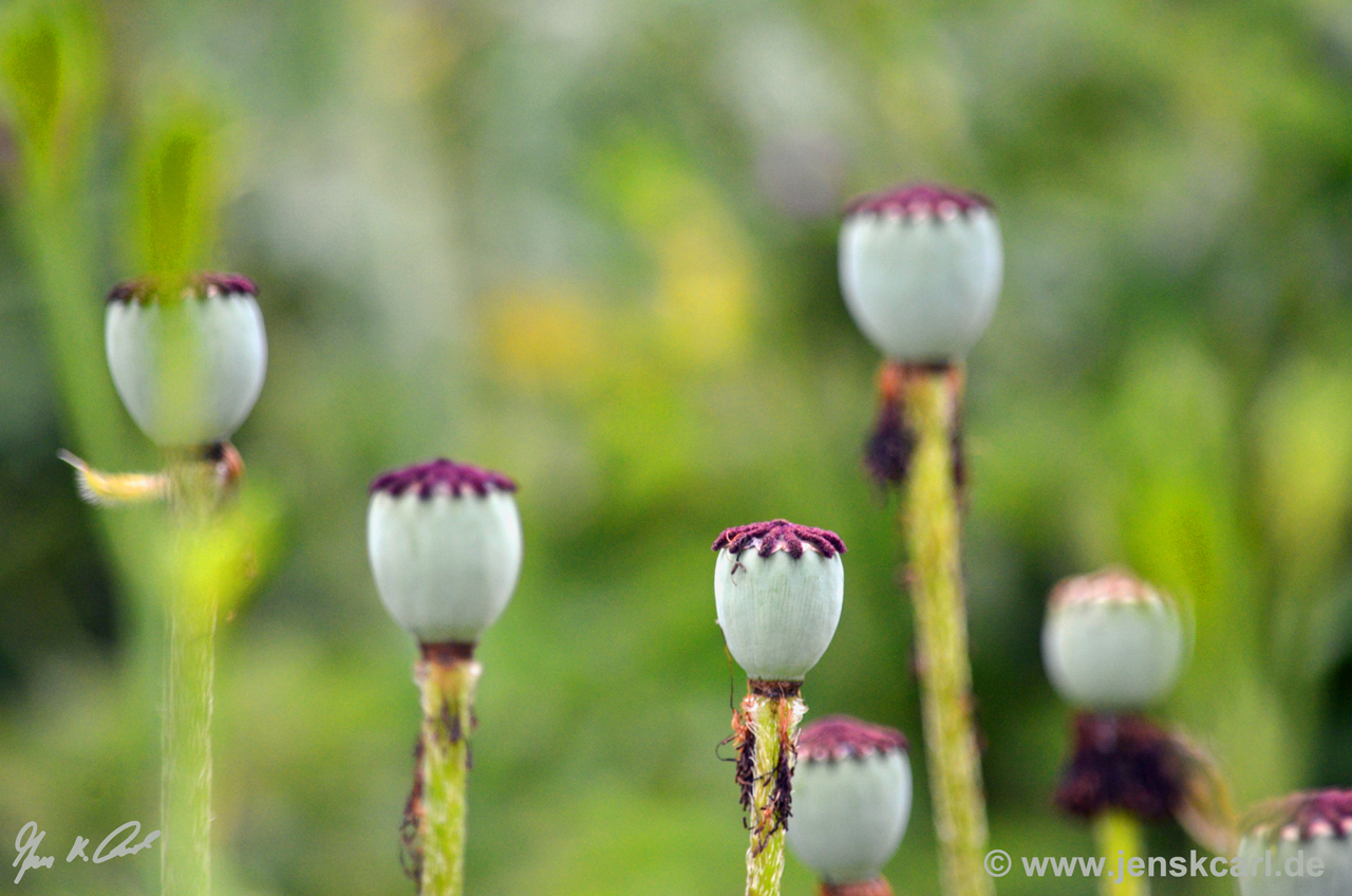 Mohn