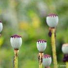 Mohn