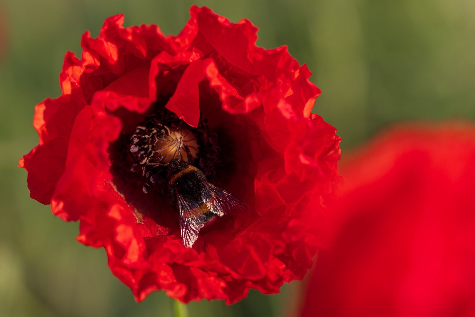 Mohn