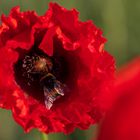 Mohn